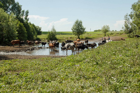河里有一群奶牛。夏天, 晴朗的一天, 奶牛来到
