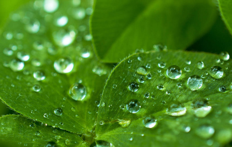 剧情绿的,翡翠的三叶草,上面覆盖着闪闪发光的露水或雨滴:雨后的叶子