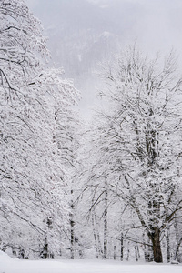 冬天被白雪覆盖的树枝