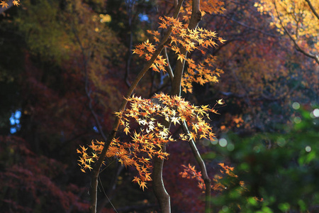 京都 Rurikou 的秋季季节