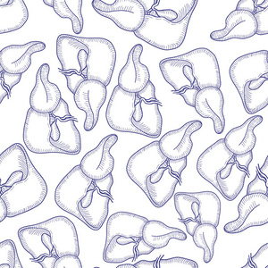 素描墨水人体肝脏, 手绘无缝花纹背景, 雕刻解剖插图.矢量照片