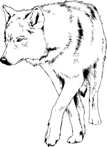 画在水墨写意素描中的大前锋狼图片