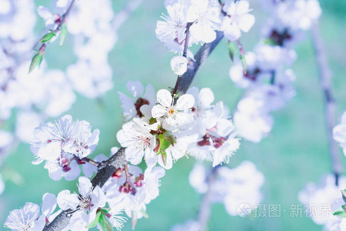 小春樱桃枝开花特写散景模糊 backgr