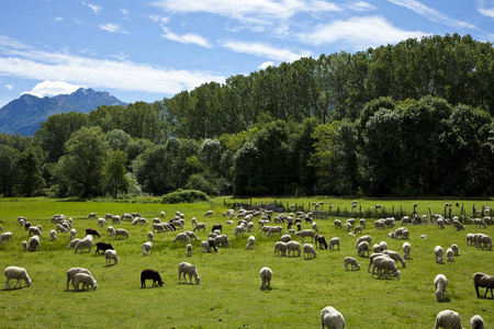 羊群放牧在绿色的草地瑞士