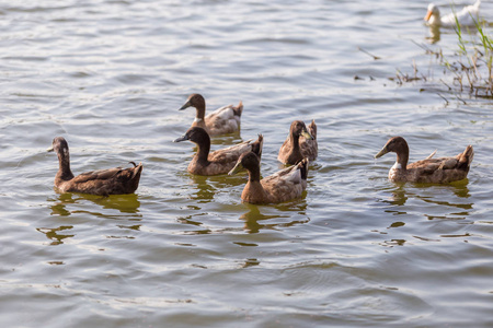 鸭子在公园的池塘里。 鸭子早上在觅食。