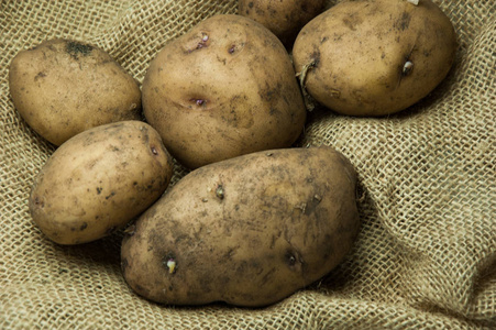 很多肮脏的土豆在乡村背景下。
