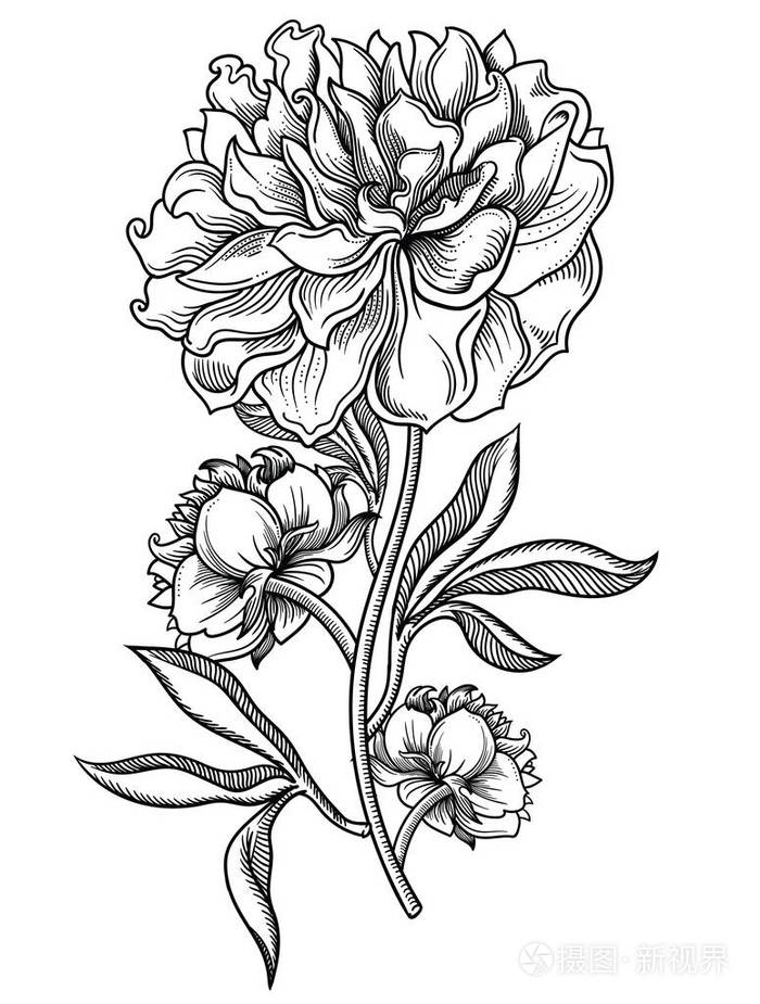花的矢量插图详细的花卉在黑白素描风格高雅的花卉装饰设计各组组成