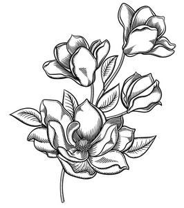 高雅的花卉装饰设计.各组组成成分分离.在白色背景上隔离照片