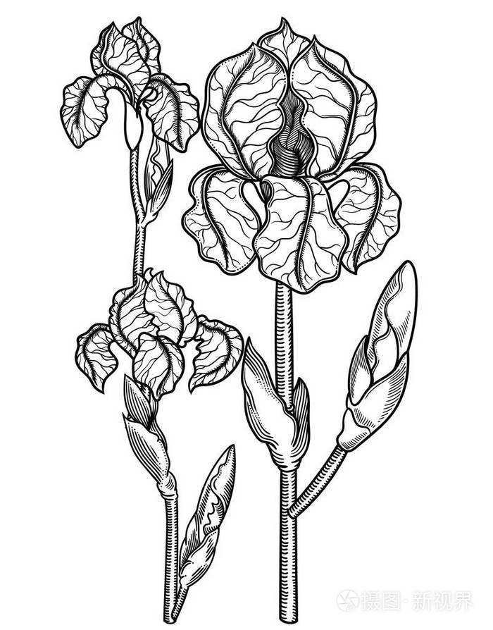 花的矢量插图详细的花卉在黑白素描风格高雅的花卉装饰设计各组组成