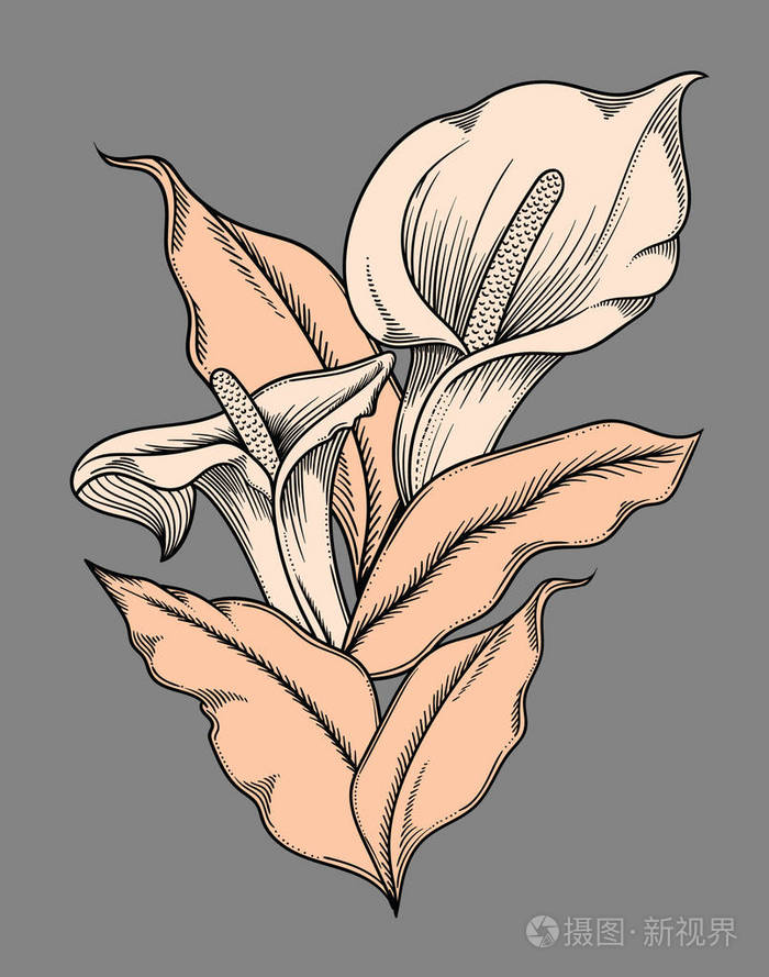 具有黑色轮廓的草图样式的高质量插图.典雅浪漫绘画