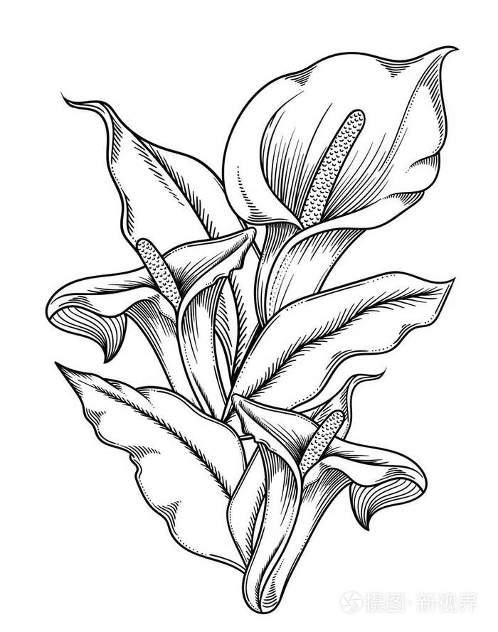 花的矢量插图详细的花卉在黑白素描风格高雅的花卉装饰设计各组组成