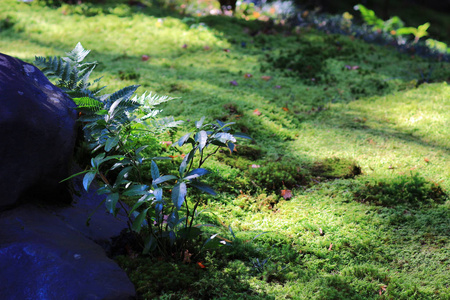 京都 Rurikou 的花园