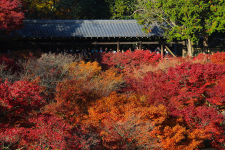 秋叶天宫花园图片