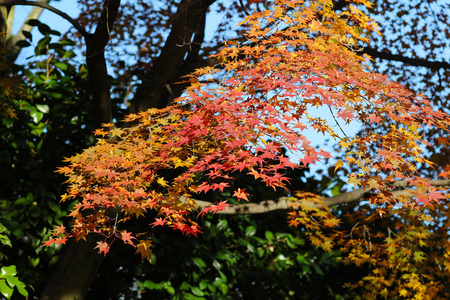 秋季京都旅游目的地