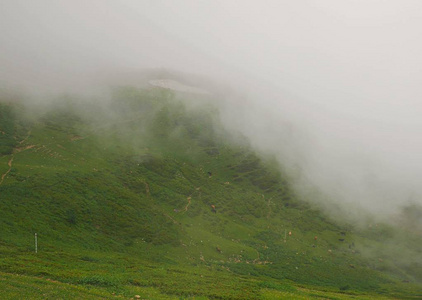 大雾大山大雾大山