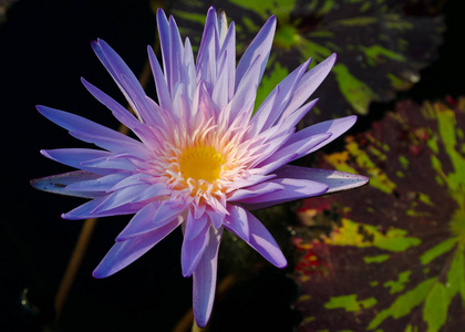 泳池中的紫莲花