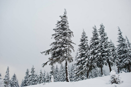 山上的 chomiaksalvi 上覆盖着一棵松树。美丽的冬天