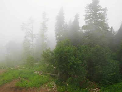 大雾大山大雾大山