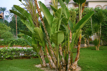 热带香蕉棕榈树在旅馆的疆土图片