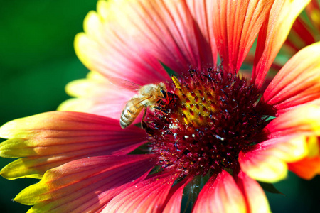 一只蜜蜂的宏观照片特写。蜜蜂从花中采集花蜜