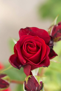 美丽的，花的，温柔的，宏观的，红色的，玫瑰的，美妙的