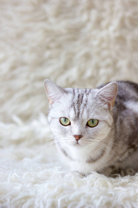 英国猫白背景的肖像。