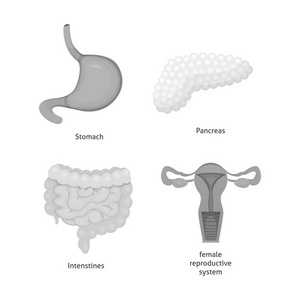 卡通人体器官集。身体解剖