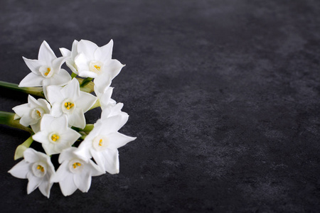 深灰色背景下的香白色水仙花