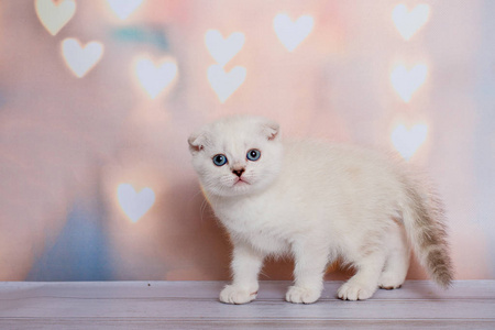 苏格兰折叠猫蓝点照片