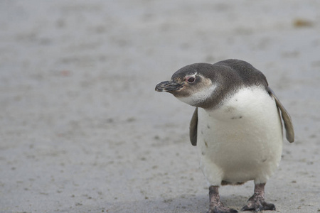 年轻的麦哲伦企鹅雪月板麦哲伦在福克兰群岛的布勒克岛。