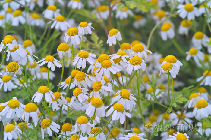 开花小白菊照片 正版商用图片119hc0 摄图新视界