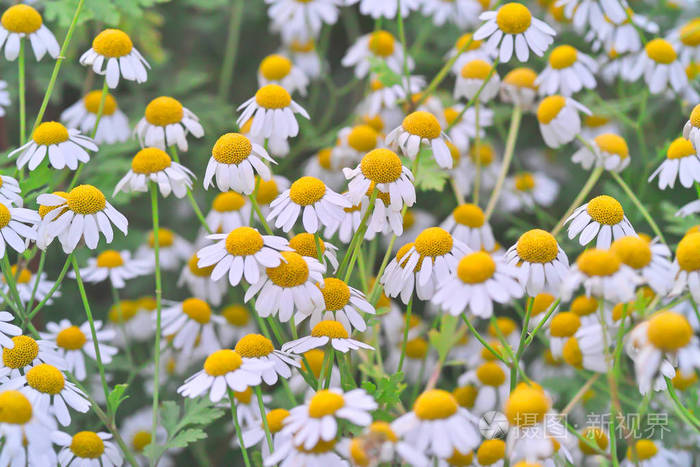 开花小白菊照片 正版商用图片119hf2 摄图新视界