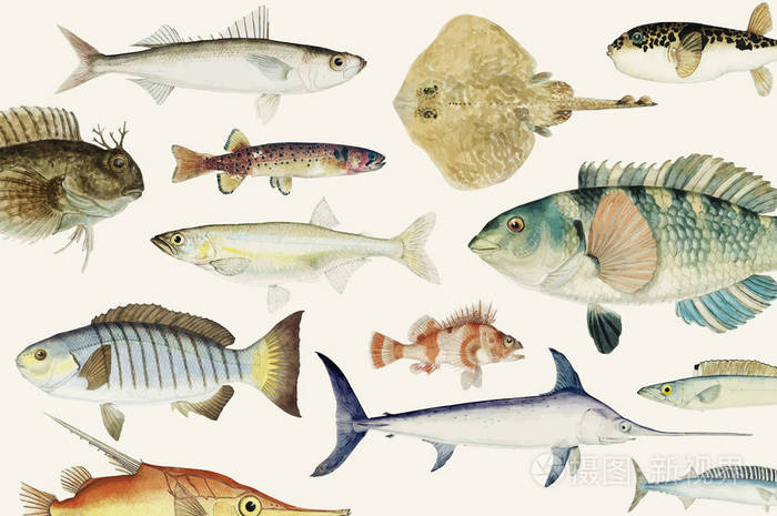 鱼画收集的彩色插图