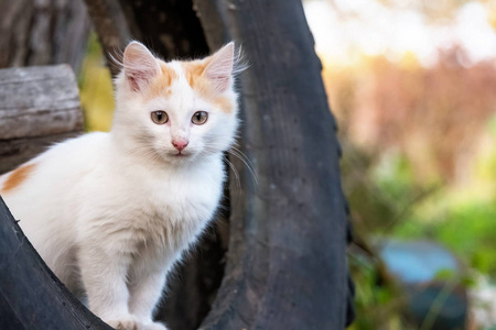 白姜小猫坐在橡胶轮胎上, 望着远方