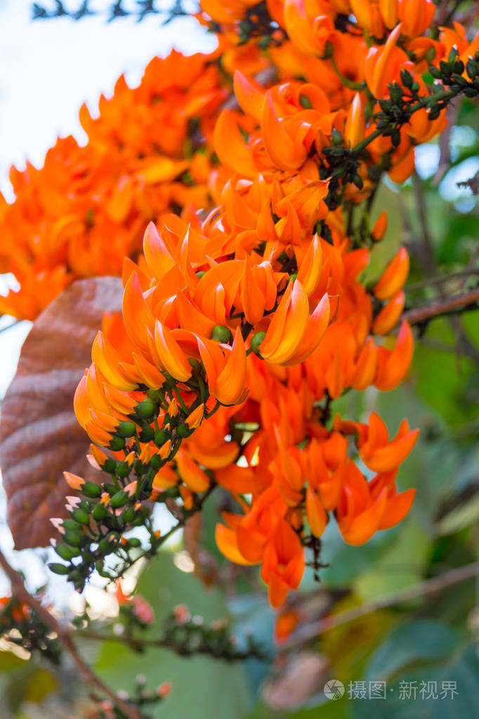 新几内亚greeper红玉藤