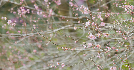 森林里的粉红色梅花