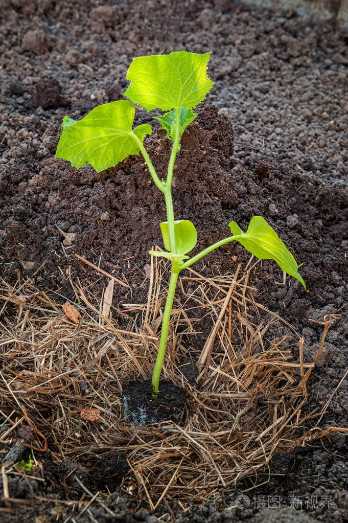 在环境园林上正确种植黄瓜幼苗. 城市花园. 体力劳动. 快关门.