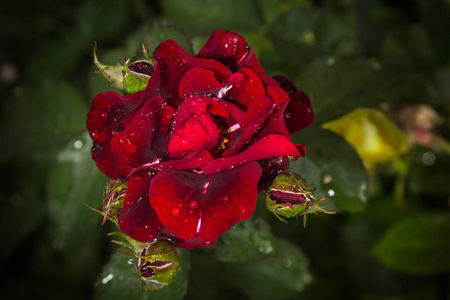 关闭在花园里生长的湿红玫瑰