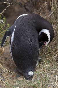 麦哲伦企鹅 Spheniscus magellanicus 在蓬东波在大西洋, 巴塔哥尼亚, 阿根廷