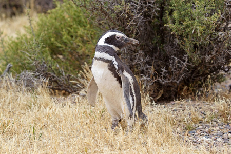 麦哲伦企鹅 Spheniscus magellanicus 在蓬东波在大西洋, 巴塔哥尼亚, 阿根廷