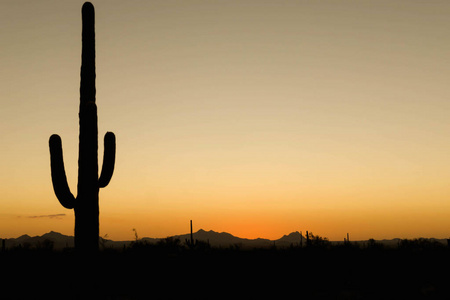 亚利桑那州沙漠美丽的日落和仙人掌