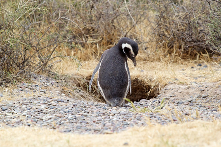 麦哲伦企鹅 Spheniscus magellanicus 在蓬东波在大西洋, 巴塔哥尼亚, 阿根廷