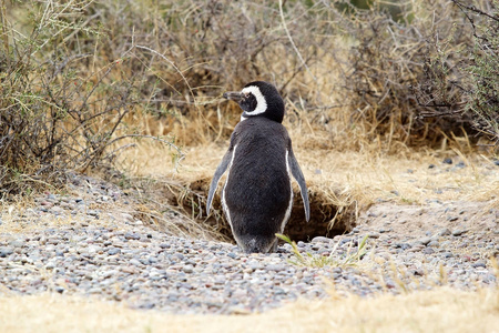 麦哲伦企鹅 Spheniscus magellanicus 在蓬东波在大西洋, 巴塔哥尼亚, 阿根廷