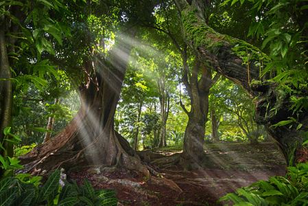 热带雨林气候的景观图片