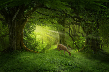 热带雨林植被图片