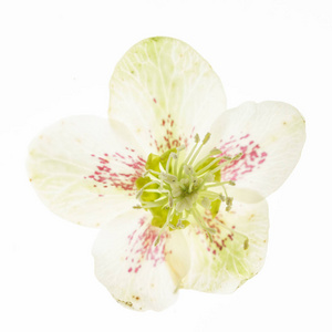白色上的Hellebore花