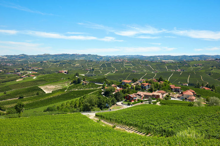 绿色葡萄园, Langhe 山在山前, 意大利在一个晴朗的天