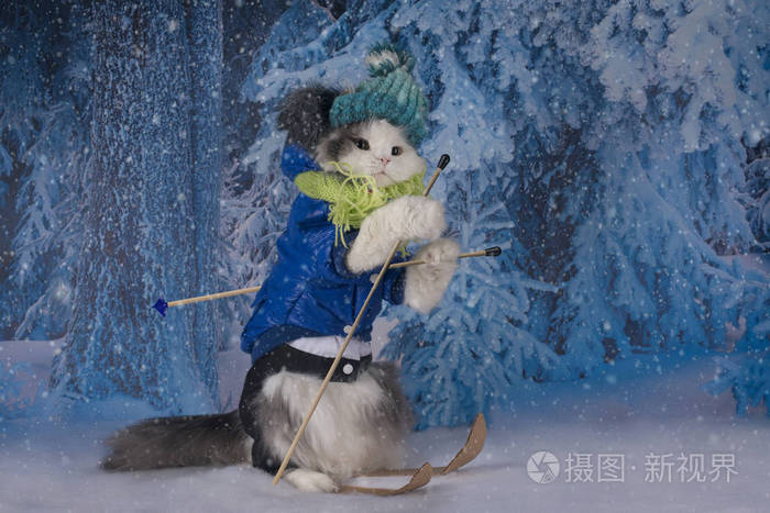 冬季公园的猫滑雪