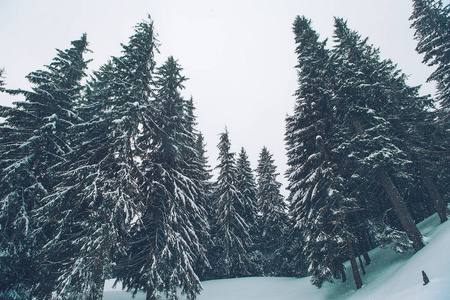 冬天的森林，雪覆盖着冷杉树