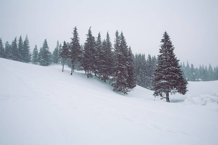 白雪皑皑的冬山顶上有杉树